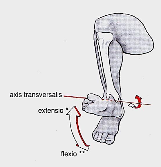 Articulatio talocruralis Sobotta Faller kétkarú emelő mozgások csuklóízület transversalis tengely: a) dorsalflexió (extenziónak vagy dorsalextenziónak is nevezik) a lábszár extenzorai