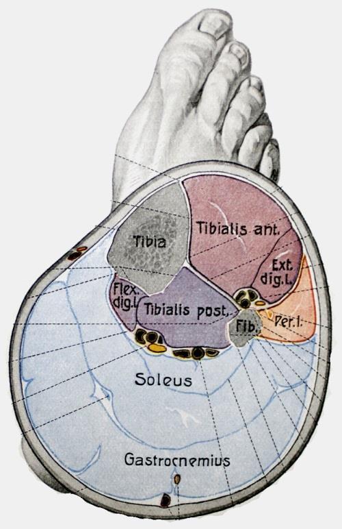 tibialis anterior M. extensor hallucis longus M.