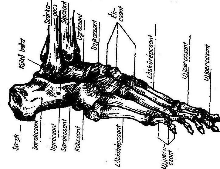 A combcsont (femur) az emberi test leghosszabb csöves csontja. Felső végén találjuk a gömbölyű fejet, mely a medencecsont ízületi vápájával a csípőízületet alkotja. A combnyak a combcsonttal kb.