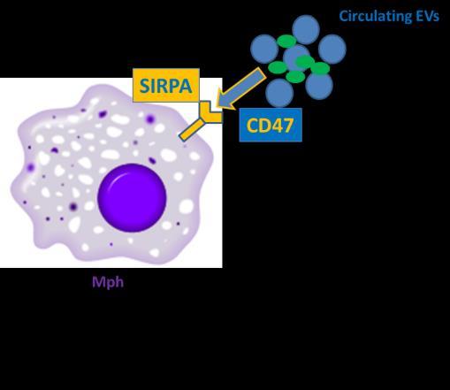 Exofaciális CD47 a HLA-G+ trophoblast eredetű MV-kon (MFI) Eredmények (6) EV