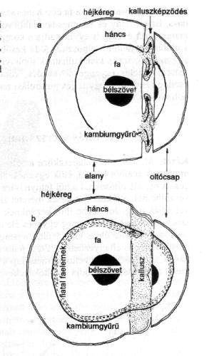 Alanykérdés a gyümölcstermesztésben gyökérképző alany; törzsképző alany (kajszi, szilva) törpésítés: alma M26, M9, M27; körte birs; cseresznye, meggy - GiSelA