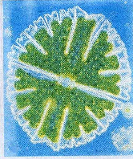 4.4. ábra: Eutrofikus vizekre jellemző algák, illetve cianobaktériumok 1. Navicula tripunctata, 2.