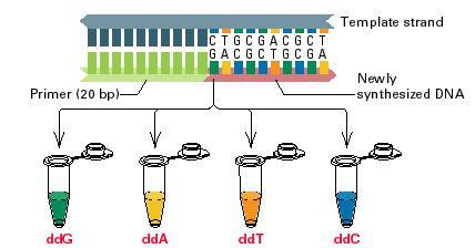 2b. 2 A DS-polimeráz müködésének blokkolása szekvenálandó DS GAATTCGCTAATGC CTTAA primer DS polimeráz I dat,