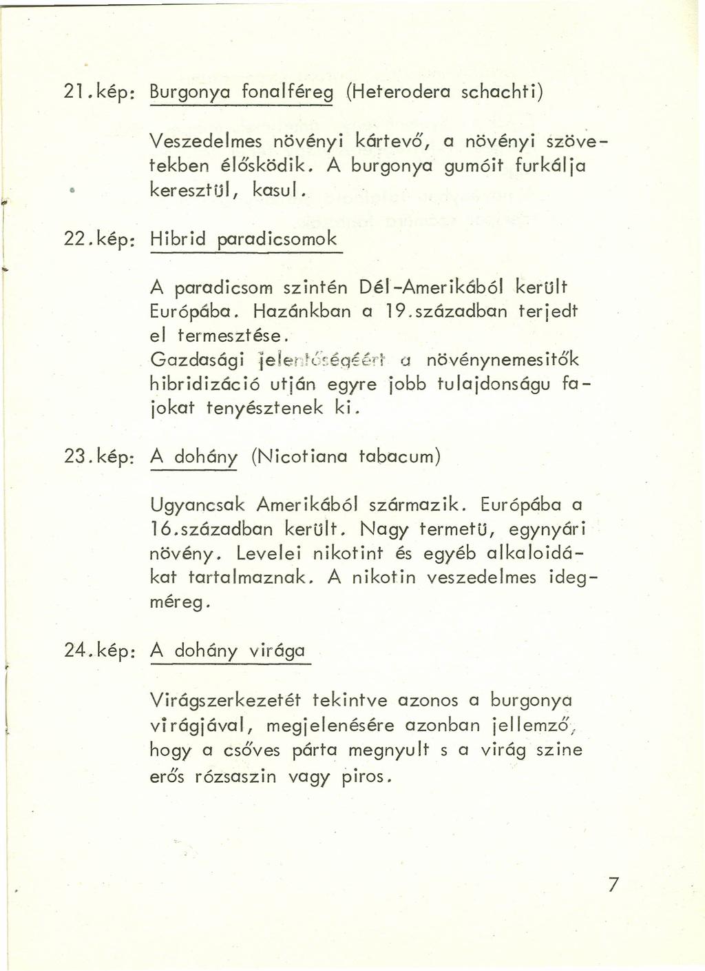 21. kép: Burgonya fonalféreg (Heterodera schachti) Veszedelmes növényi kártevő, a növényi szövetekben élősködik. A burgonya gumóit furkálja keresztü 1, kasu I. 22.