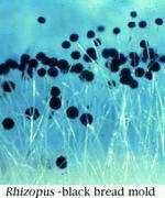 spóratartók jellegzetes alakjai: 5 A mikroorganizmusok fejlődését, növekedését befolyásoló