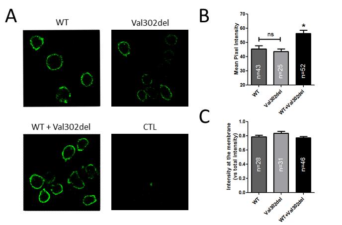 APPENDIX X. Az Andersen-Tawil szindrómát okozó KCNJ2 Val302del génmutáció funkcionális jellemzése A Kir2.1 fehérje membrántranszportja Egy korábbi közlés szerint a Kir2.