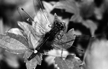 szitakötõ (Sympetrum pedemontanum) Fotó: Tóth