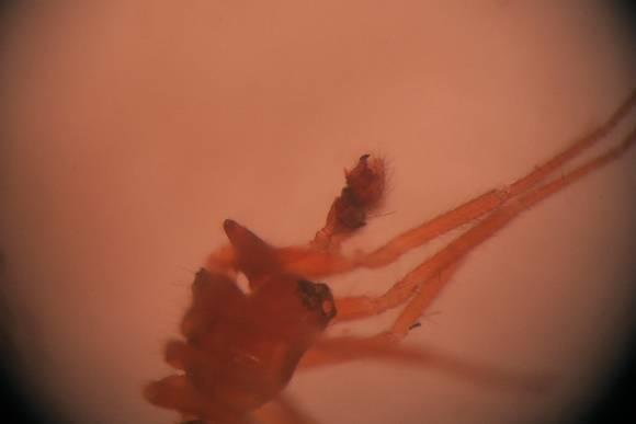 gyepi fajok: Bathyphantes approximatus.