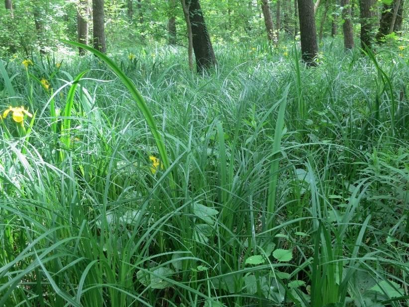 Keményfa ligeterdők, égeresek Védett fajok: nem került elő (Atypus spp.