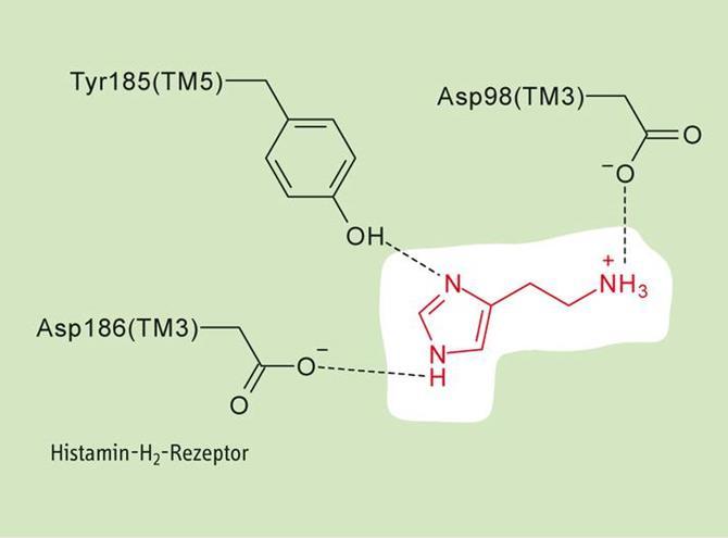 2 receptor antagonists Gátolják a gyomorsavszekréciót 2 -receptorok gátlása útján (pl.