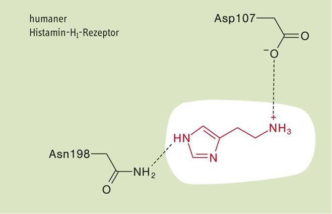 Antihisztaminok - 1 receptor