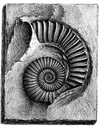 Choristoceras T 3