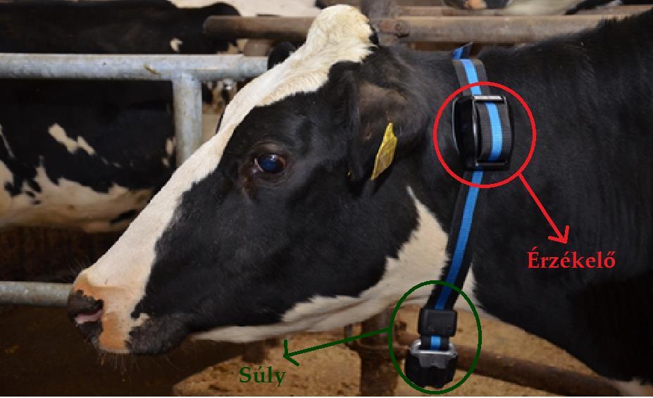 3.1. kép: A HR-Tag elhelyezkedése a tehén nyakán, az érzékelő a bal oldalon, a középső és a felső harmad határán található. A nyak alján van egy súly, amely megakadályozza az érzékelő elmozdulását.