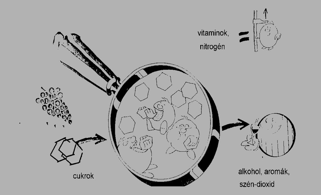 Alkoholos erjedés Alkoholos erjedés