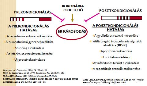 2. kép Az iszkémiás reperfúziós károsodás csökkentése az endogén adaptáció indukálásával A szívizom reperfúziós károsodásait csökkentő pre- és posztkondicionálás klinikai jelentősége és alkalmazása.