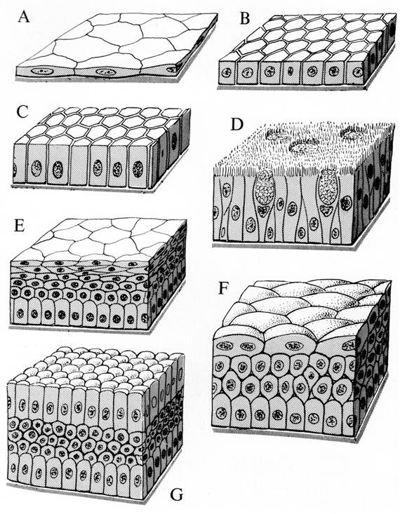 Főbb fedőhámféleségek: A: egyrétegű laphám, B: egyrétegű köbhám, C: egyrétegű hengerhám, D: több magsoros csillós hengerhám kehelysejtekkel, E: többrétegű el nem szarusodó laphám, F: urothelium, G: