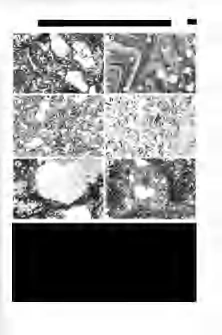 LUKÁCS R. et al: A Bükkalján megjelenő felső riolittufaszint vizsgálati eredményei 495 3. ábra. A harsányi ignimbrit egység kőzeteinek jellegzetes mikroszkópos képei. A. A Hl sz.