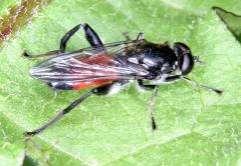 6 Tóth S.: Magyarország zengőlégy faunája (Diptera: Syrphidae) 25 2 Brachypalpoides lentus 15 1 5 45. ábra.