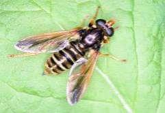 62 Tóth S.: Magyarország zengőlégy faunája (Diptera: Syrphidae) Caliprobola Rondani, 1845 Közepes nagyságú zengőlegyek. Lárvájuk korhadó fában fejlődik. Lárvájuk fejlődését nem teljesen ismerjük.
