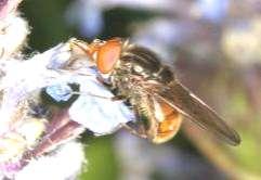 324 Tóth S.: Magyarország zengőlégy faunája (Diptera: Syrphidae) Rhingia Scopoli, 1763 Közepes és közepesnél kisebb zengőlegyek, arcuk csőrszerűen megnyúlt.