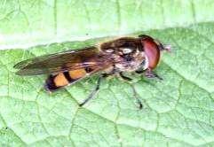 384 Tóth S.: Magyarország zengőlégy faunája (Diptera: Syrphidae) 18 16 14 Xanthandrus comtus 12 1 8 6 4 2 619. ábra.