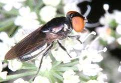 11 Tóth S.: Magyarország zengőlégy faunája (Diptera: Syrphidae) 16 14 12 Chrysogaster cemiteriorum 1 8 6 4 2 151. ábra.