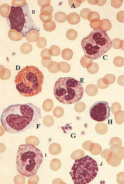 Vér alakos elemeinek morfológiája: Humán vérkép: A: Vörösvértestek.
