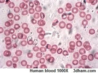 Vörösvérsejtek: Humán vörösvértestektől eltérően a kétéltűeknek, madaraknak vörösvérsejtjeik vannak, vagyis a sejtmag megmarad a keringésbe kerülő formánál.