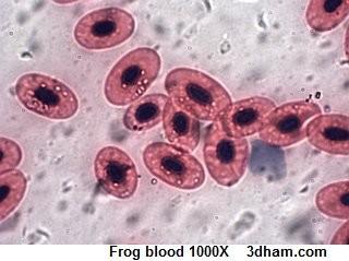 A madár vörösvérsejtjében a Hb két változatban található A hemoglobin A-nak alacsonyabb az affinitása az O2-hez, mint a hemoglonbin D-nek, vagyis először a hemoglobin A O2-jét használják el a