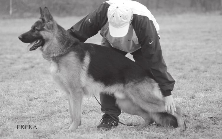 Lancelot von Baldur Nagyon jó 2 2006.04.20. Reg12262 14712 (Hanno vom Bellissimo - Eska von Baldur) Boros Miklós Komplett, korrekt fogazat. Közepesnél nagyobb, nagyon típusos, kifejezésteli.