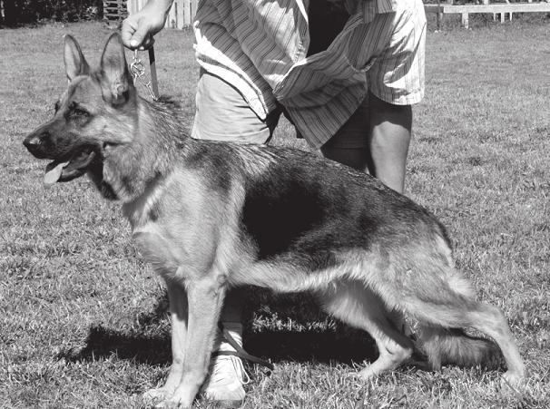 Közepesnél nagyobb, jó felépítési arányok, nagyon típusos, kifejezõ. Nagyon jó elülsõ- és hátulsó végtagszögellések, szabályos járás, könnyed, térölelõ ügetés.