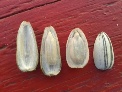 Természetismeret 6. osztály 12 Alföldi tájakon Rajzold le a terméseket, és nevezd meg a részeit! Hogyan nevezzük a terméseket?
