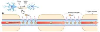 Saltatorikus vezetés gyors, energiatakarékos Az átérő és a ielinhüvely hatása a vezetés sebességére Na +