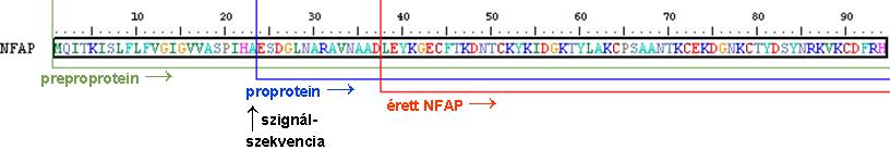 6.2. In silico vizsgálatok Az érett NFAP fizikai és kémiai tulajdonságainak vizsgálatához, valamint a szignálszekvencia és az érett fehérje harmadlagos szerkezetének előrejelzéséhez in silico