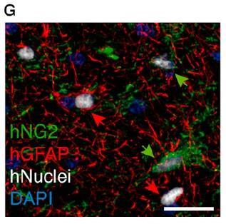 NG2: örök glial