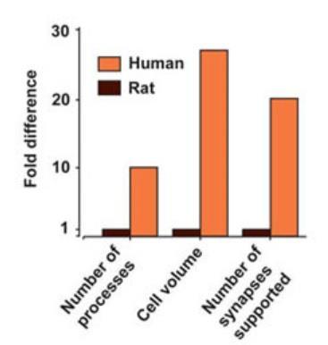 Forrás: Human vs Rodent astrocytes.