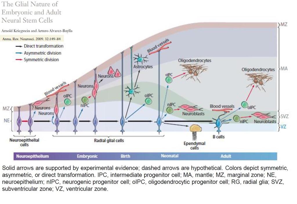 Glial