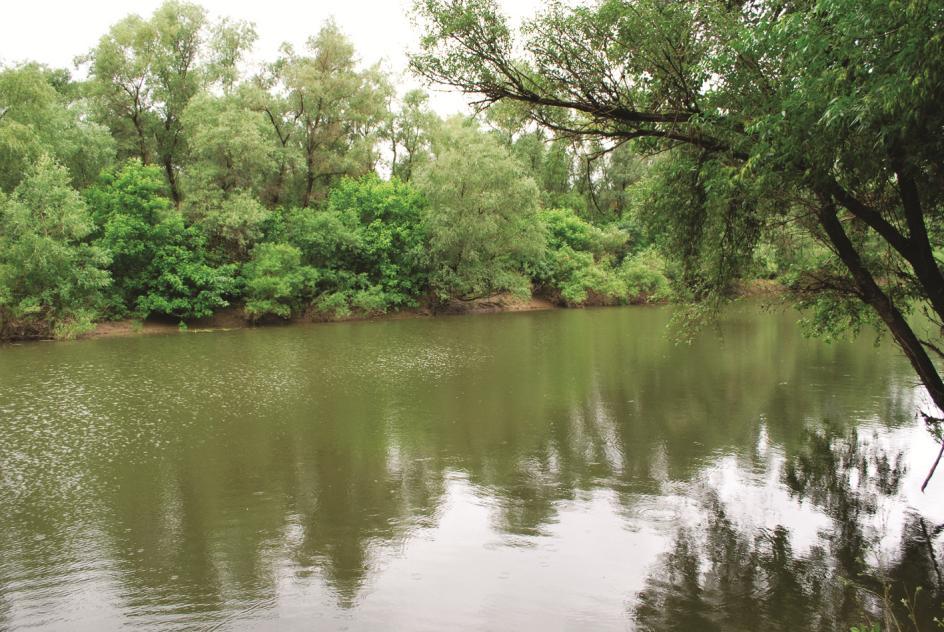 A Körös Maros Nemzeti Park folyóinak folyami szitakötői (Odonata: