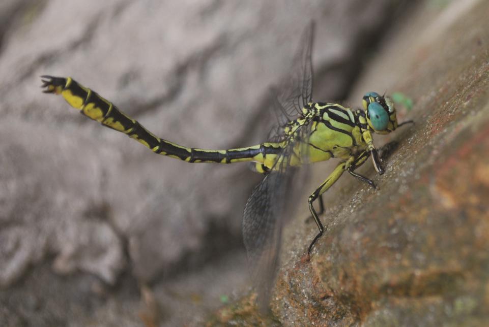 A Körös Maros Nemzeti Park folyóinak folyami szitakötői (Odonata: