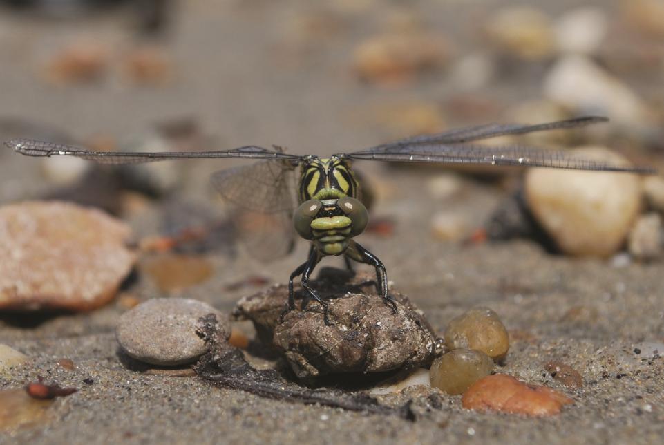 A Körös Maros Nemzeti Park folyóinak folyami szitakötői