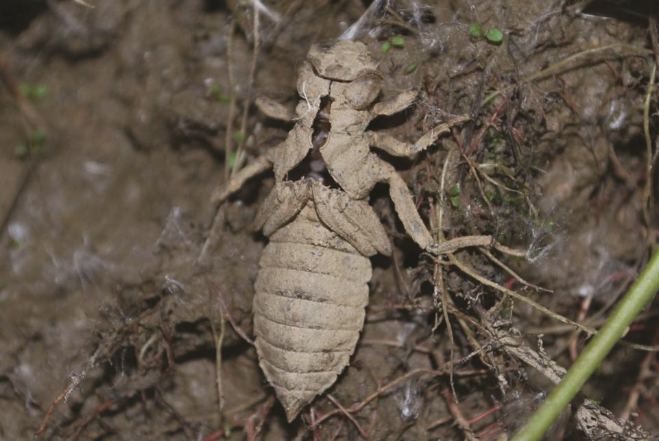 forcipatus) imágója és exuviuma (fotó: Móra Arnold). Picture 3.