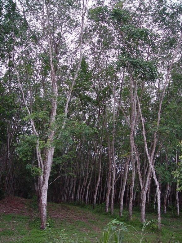 Ugyanis az olmékok fedezték fel, hogy az őserdőben található fák gyantás nedvét rugalmas golyókká lehet gyúrni.
