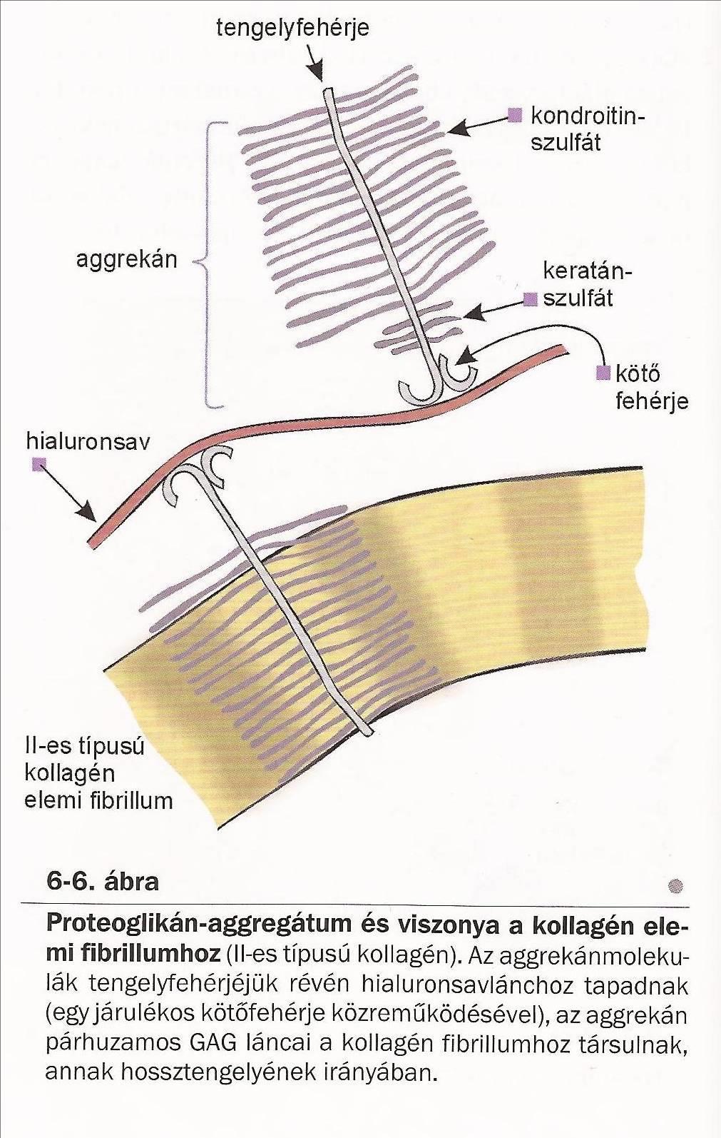 forrás: Röhlich