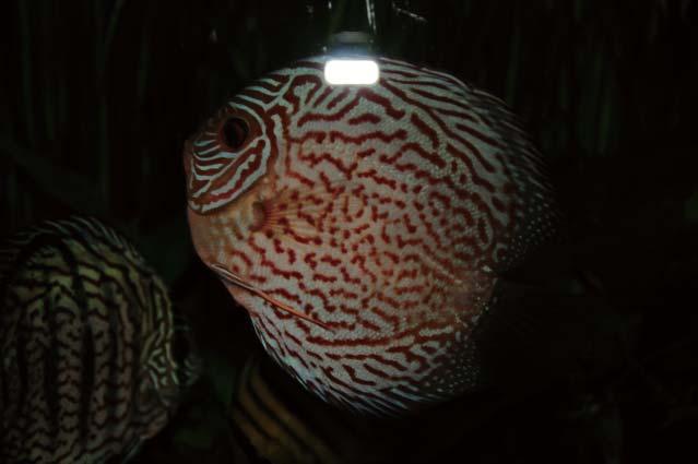 Teljes megvilágítás létrehozása Egy távoli SB-700 vakuegység felülről világítja meg az akvárium belsejét.