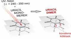 + A D + + A - Termék : reaktív szabadgyök Fotokémiai mechanizmusok Direkt fotokémiai hatások: az elnyelt foton közvetlenül vezet kémiai átalakuláshoz - UV fotodimerizáció