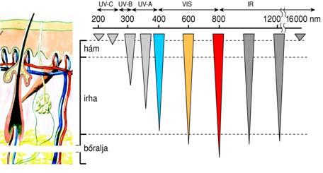 A fény biológiai hatásai Behatolási mélység? A fény biológiai hatásai Behatolási mélység?