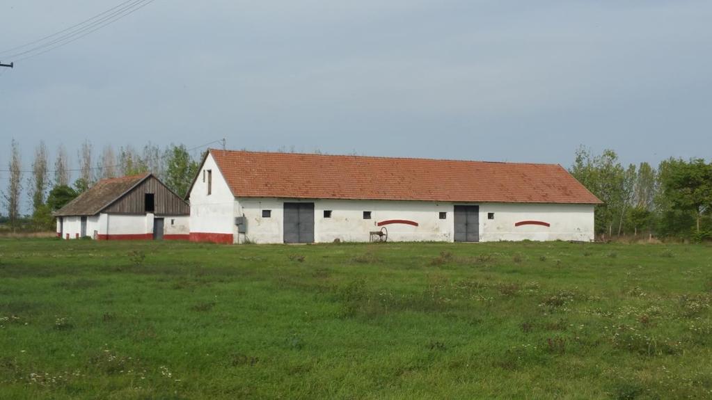 majort és az erdőt