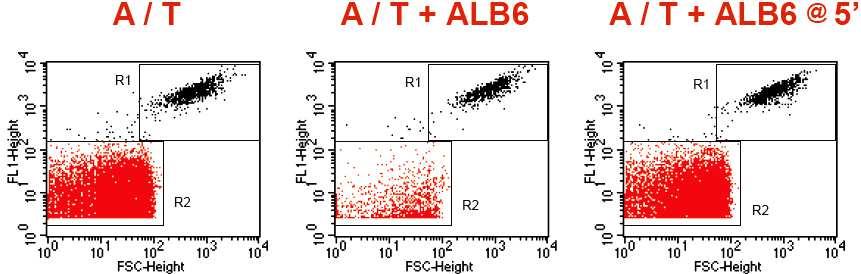 21. ábra Az anti-cd9 ALB6 hatékonyan gátolja az A23187 + thrombin agonisták által kiváltott mikropartikula képződést. Bodipy-maleimid jelölés.