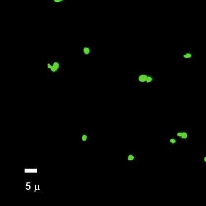 22. [54]ábra Konfokális mikroszkópos kép, Bodipy-maleimid jelölés.