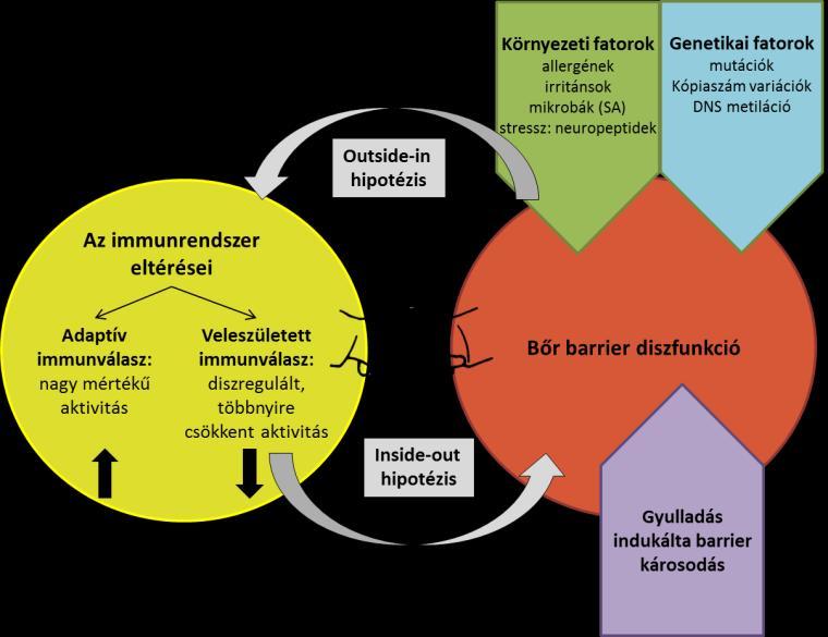 A bőr barrier hipotézis szerint elsődleges lépés a bőr barrier károsodása, mely lehet genetikai vagy szerzett károsodás.